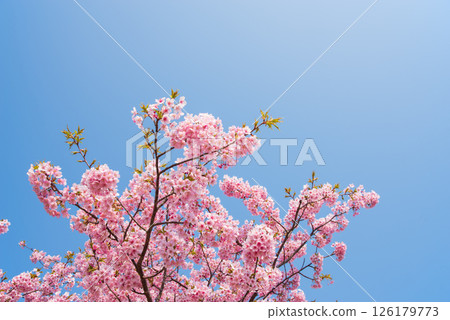 [Blue skies and cherry blossoms] Kasamatsu Kawazu Sakura Road (Kasamatsu-cho, Matsusaka City, Mie Prefecture) 126179773