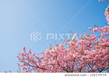 [Blue skies and cherry blossoms] Kasamatsu Kawazu Sakura Road (Kasamatsu-cho, Matsusaka City, Mie Prefecture) 126179774