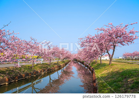 【絕美景色！ 】櫻花倒映】笠松河津櫻花路（三重縣松阪笠松町） 126179778