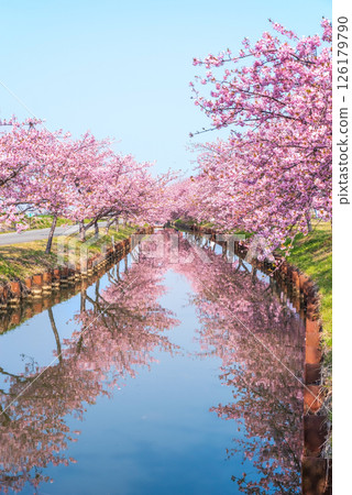 【絕美景色！ 】櫻花倒映】笠松河津櫻花路（三重縣松阪笠松町） 126179790