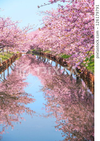 【絕美景色！ 】櫻花倒映】笠松河津櫻花路（三重縣松阪笠松町） 126179791