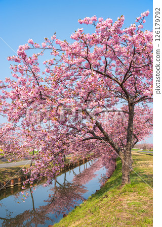 【絕美景色！ 】櫻花倒映】笠松河津櫻花路（三重縣松阪笠松町） 126179792