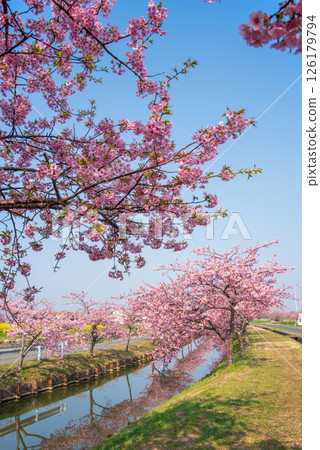 [Amazing view! Reflection of cherry blossoms] Kasamatsu Kawazu Sakura Road (Kasamatsu-cho, Matsusaka City, Mie Prefecture) 126179794