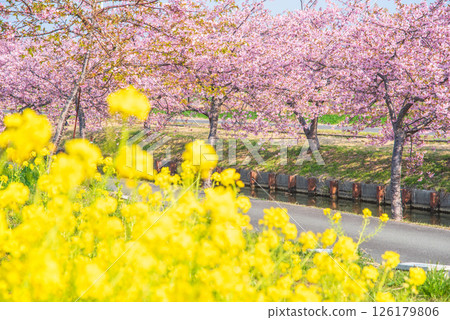 【油菜花與櫻花勝地】笠松河津櫻花路(三重縣松阪笠松町) 【油菜花與櫻花勝地】笠松河津櫻花路(三重縣松阪笠松町) 126179806