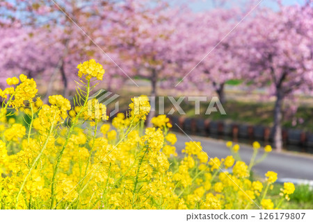 [Rape blossoms and a scenic spot for cherry blossoms] Kasamatsu Kawazu Sakura Road (Kasamatsu-cho, Matsusaka City, Mie Prefecture) 126179807
