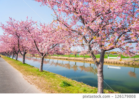 [Amazing view! Reflection of cherry blossoms] Kasamatsu Kawazu Sakura Road (Kasamatsu-cho, Matsusaka City, Mie Prefecture) 126179808
