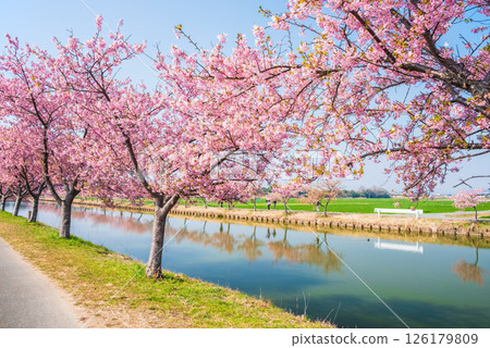 [Amazing view! Reflection of cherry blossoms] Kasamatsu Kawazu Sakura Road (Kasamatsu-cho, Matsusaka City, Mie Prefecture) 126179809