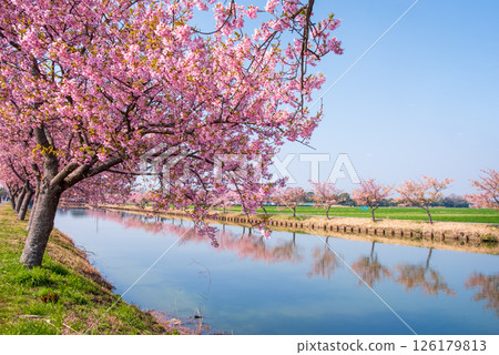 【絕美景色! 】櫻花倒映】笠松河津櫻花路(三重縣松阪笠松町) 【絕美景色! 】櫻花倒映】笠松河津櫻花路(三重縣松阪笠松町) 126179813