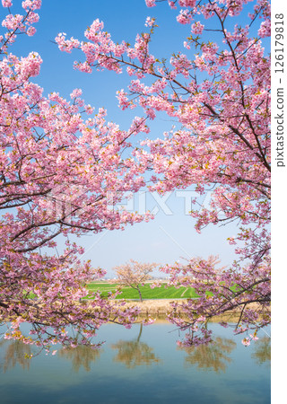 [Amazing view! Reflection of cherry blossoms] Kasamatsu Kawazu Sakura Road (Kasamatsu-cho, Matsusaka City, Mie Prefecture) 126179818