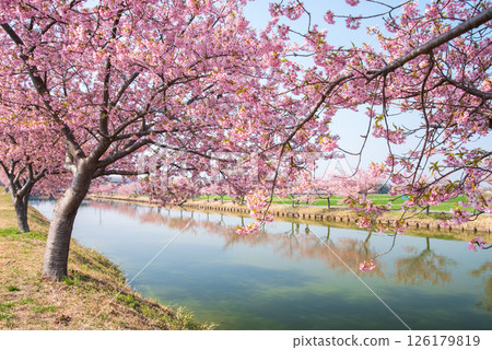 [Amazing view! Reflection of cherry blossoms] Kasamatsu Kawazu Sakura Road (Kasamatsu-cho, Matsusaka City, Mie Prefecture) 126179819