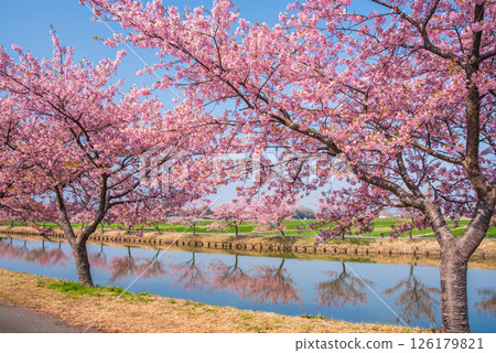 【絕美景色! 】櫻花倒映】笠松河津櫻花路(三重縣松阪笠松町) 【絕美景色! 】櫻花倒映】笠松河津櫻花路(三重縣松阪笠松町) 126179821