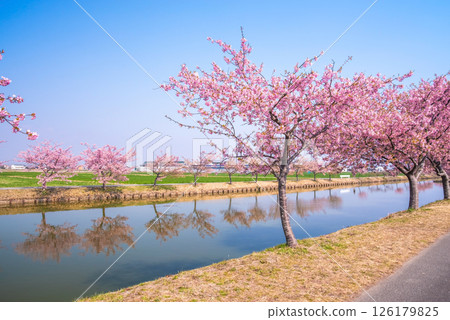 【絕美景色! 】櫻花倒映】笠松河津櫻花路(三重縣松阪笠松町) 【絕美景色! 】櫻花倒映】笠松河津櫻花路(三重縣松阪笠松町) 126179825