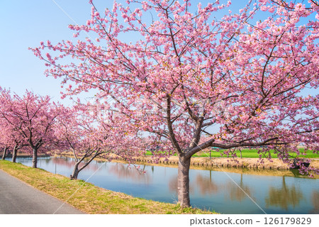 [Amazing view! Reflection of cherry blossoms] Kasamatsu Kawazu Sakura Road (Kasamatsu-cho, Matsusaka City, Mie Prefecture) 126179829