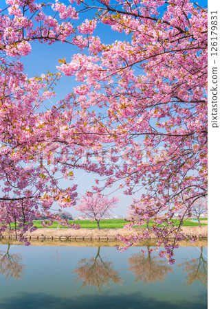 [Amazing view! Reflection of cherry blossoms] Kasamatsu Kawazu Sakura Road (Kasamatsu-cho, Matsusaka City, Mie Prefecture) 126179831