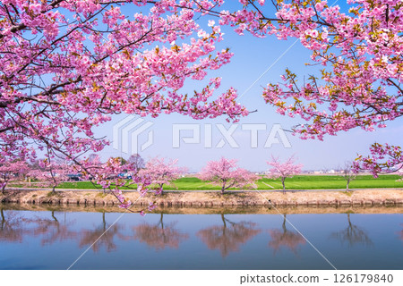 [Amazing view! Reflection of cherry blossoms] Kasamatsu Kawazu Sakura Road (Kasamatsu-cho, Matsusaka City, Mie Prefecture) 126179840