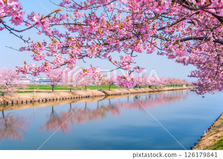 [Amazing view! Reflection of cherry blossoms] Kasamatsu Kawazu Sakura Road (Kasamatsu-cho, Matsusaka City, Mie Prefecture) 126179841