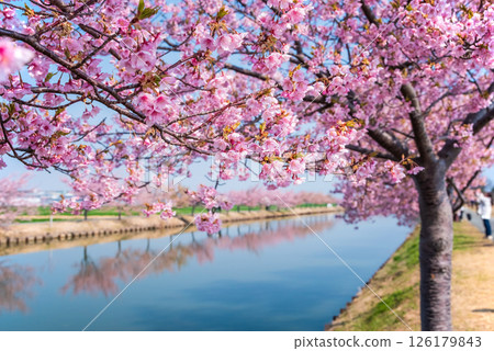 [Amazing view! Reflection of cherry blossoms] Kasamatsu Kawazu Sakura Road (Kasamatsu-cho, Matsusaka City, Mie Prefecture) 126179843