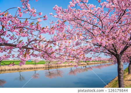 [Amazing view! Reflection of cherry blossoms] Kasamatsu Kawazu Sakura Road (Kasamatsu-cho, Matsusaka City, Mie Prefecture) 126179844