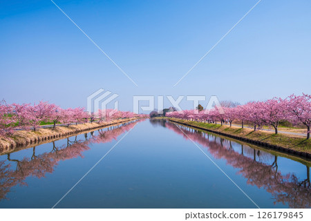 [Amazing view! Reflection of cherry blossoms] Kasamatsu Kawazu Sakura Road (Kasamatsu-cho, Matsusaka City, Mie Prefecture) 126179845