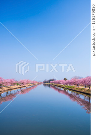 [Amazing view! Reflection of cherry blossoms] Kasamatsu Kawazu Sakura Road (Kasamatsu-cho, Matsusaka City, Mie Prefecture) 126179850