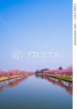 【絕美景色！ 】櫻花倒映】笠松河津櫻花路（三重縣松阪笠松町） 126179851