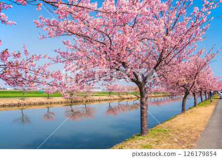 [Amazing view! Reflection of cherry blossoms] Kasamatsu Kawazu Sakura Road (Kasamatsu-cho, Matsusaka City, Mie Prefecture) 126179854