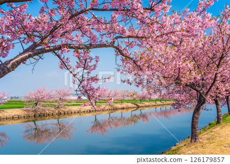 [Amazing view! Reflection of cherry blossoms] Kasamatsu Kawazu Sakura Road (Kasamatsu-cho, Matsusaka City, Mie Prefecture) 126179857
