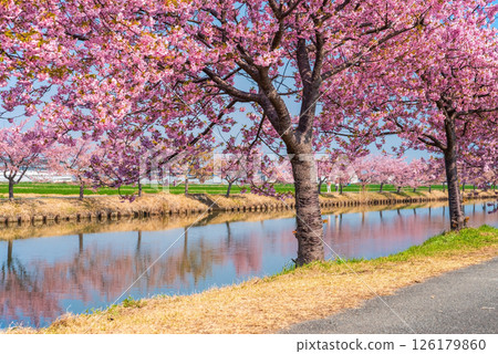 【絕美景色! 】櫻花倒映】笠松河津櫻花路(三重縣松阪笠松町) 【絕美景色! 】櫻花倒映】笠松河津櫻花路(三重縣松阪笠松町) 126179860