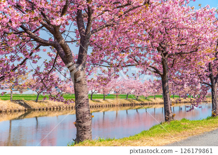 【絕美景色！ 】櫻花倒映】笠松河津櫻花路（三重縣松阪笠松町） 126179861