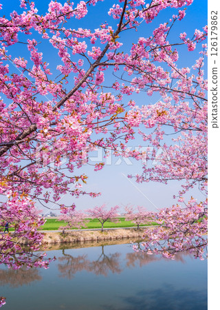 【絕美景色! 】櫻花倒映】笠松河津櫻花路(三重縣松阪笠松町) 【絕美景色! 】櫻花倒映】笠松河津櫻花路(三重縣松阪笠松町) 126179862