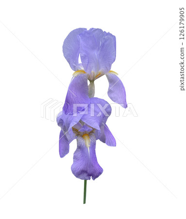 Iris bright violet flower close-up, cutout with clipping path object, floral element of design, decor 126179905