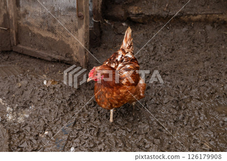 one red brown chicken hen eat on wet ground on organic farm. free range chickens one red brown chicken hen eat on wet ground on organic farm. free range chickens 126179908