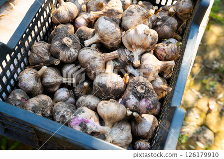 freshly harvested garlic bulbs sits in box, prepared for sale at local market, organic farm 126179910