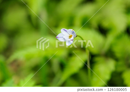 pretty flowers 126180005