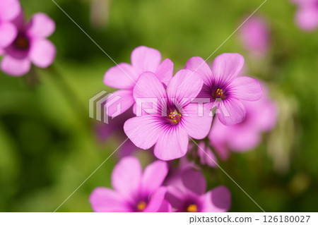 Pink flowers of primroses blooming in a flowerbed in spring Pink flowers of primroses blooming in a flowerbed in spring 126180027
