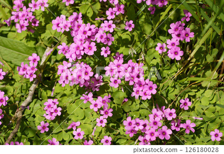 Pink flowers of primroses blooming in a flowerbed in spring 126180028