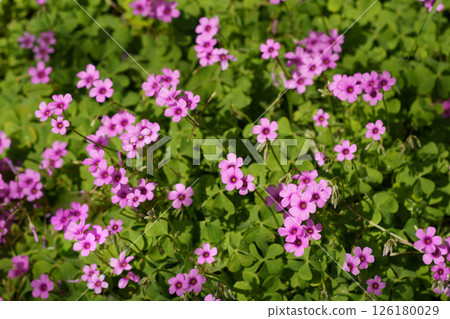 春天在花壇裡盛開的粉紅色櫻草花 126180029