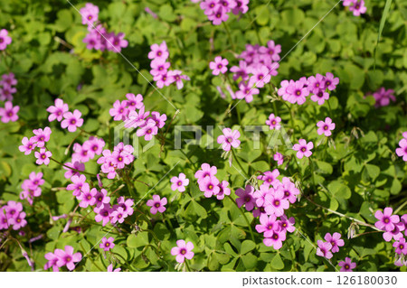 春天在花壇裡盛開的粉紅色櫻草花 126180030