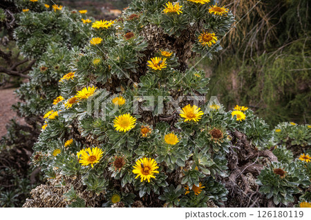 Botanical garden Jardin Botanico Viera y Clavijo, Gran Canaria, Canary Islands Botanical garden Jardin Botanico Viera y Clavijo, Gran Canaria, Canary Islands 126180119