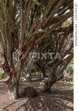 Botanical garden Jardin Botanico Viera y Clavijo, Gran Canaria, Canary Islands 126180126