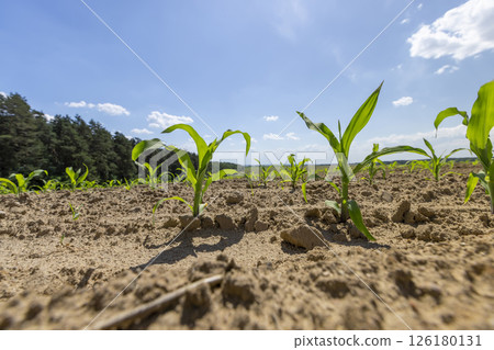 corn sprouts in a field, growing sweet corn in eastern Europe against a blue sky with clouds, side view corn sprouts in a field, growing sweet corn in eastern Europe against a blue sky with clouds, side view 126180131