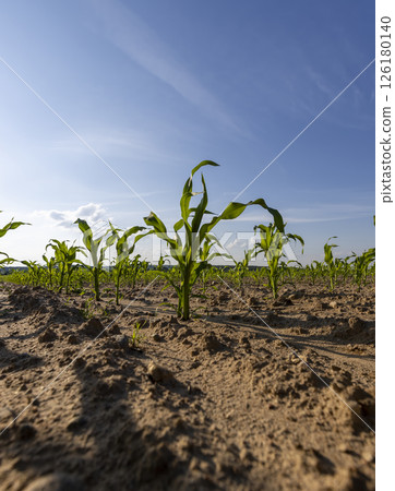 corn sprouts against a blue sky, corn on fertile soil corn sprouts against a blue sky, corn on fertile soil 126180140