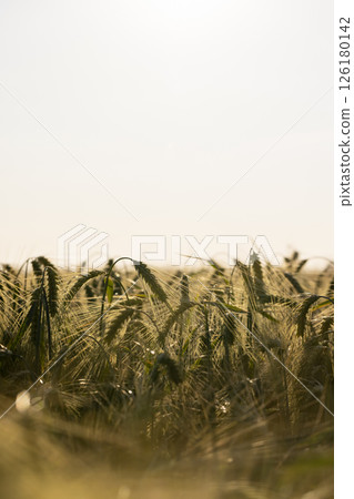 a field with rye before ripening, the sky 126180142