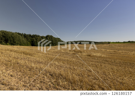 stubble from wheat in the summer, yellow straw and stubble that remained after harvesting cereals in clear weather with a sky stubble from wheat in the summer, yellow straw and stubble that remained after harvesting cereals in clear weather with a sky 126180157