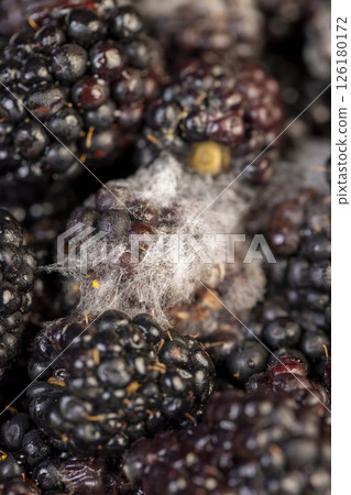 over-ripe, spoiled black blackberries covered with mold 126180172