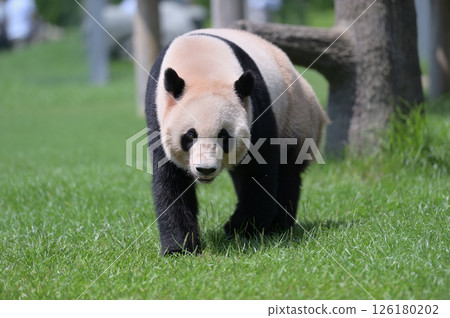 Aihama on a walk Aihama on a walk 126180202