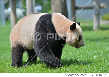 愛濱散步 126180204