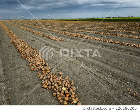 Rows Of Harvested Onions In Agricultural Area Near Vienna In Austria 126180206
