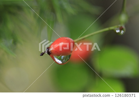 Red berries of wild rose wet with rain in the autumn forest 126180371