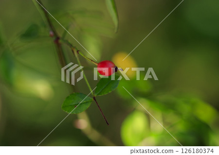 秋季森林中的多花薔薇紅色漿果 126180374